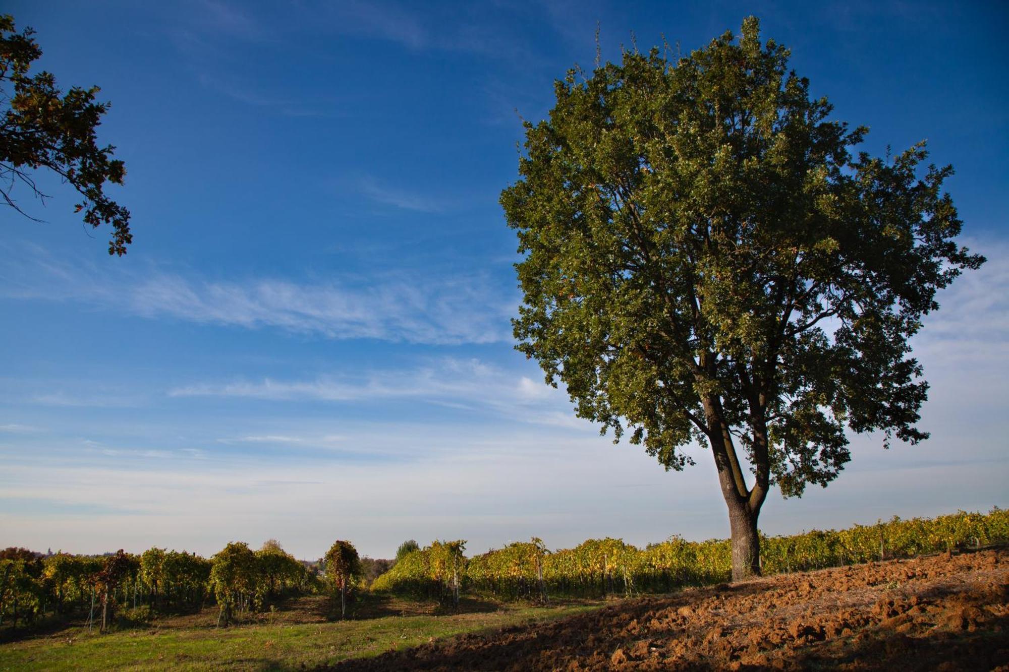 Vila Le Stanze Di Bacco Monteveglio Exteriér fotografie